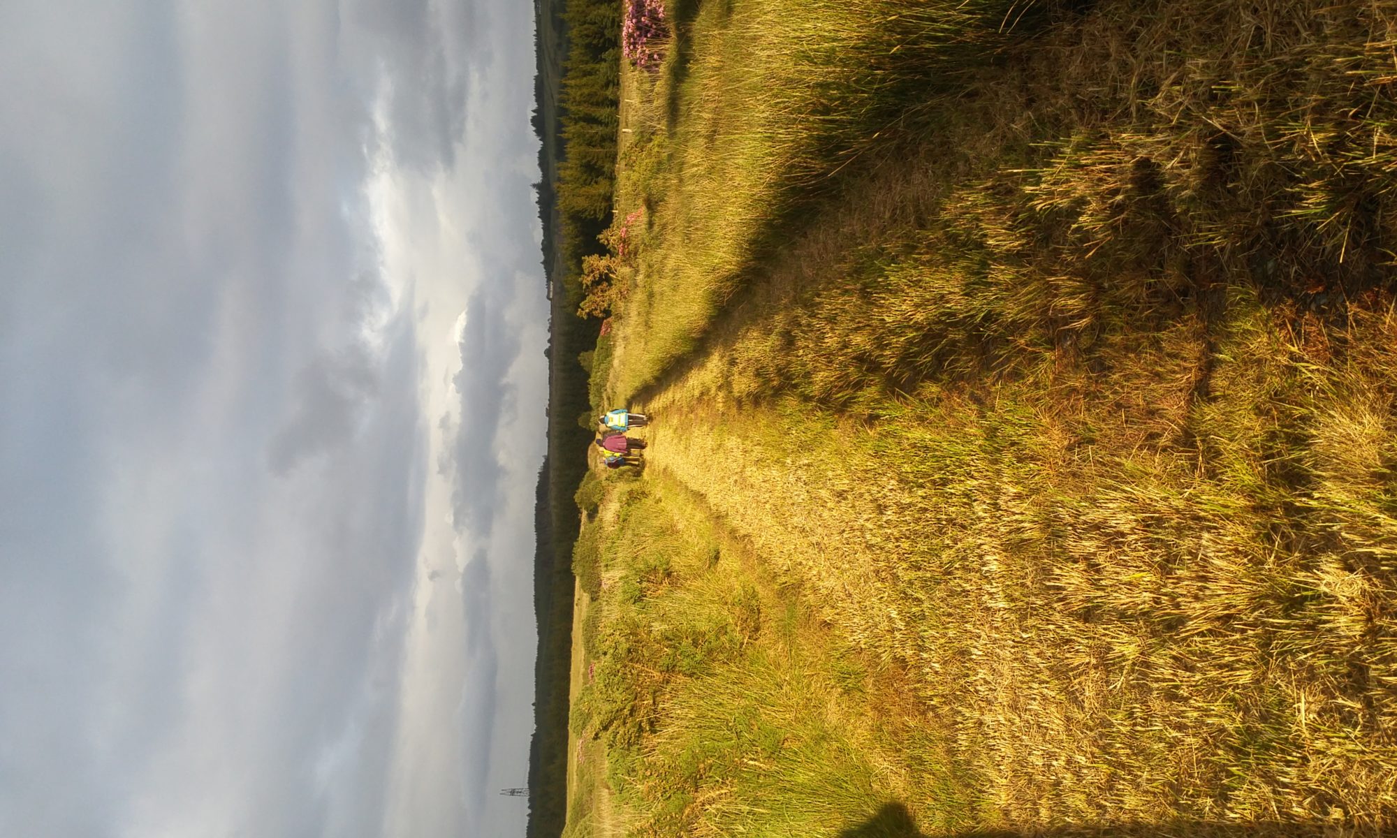 Cloontabonniv Bog Walk, Conolly, Mid Clare Way